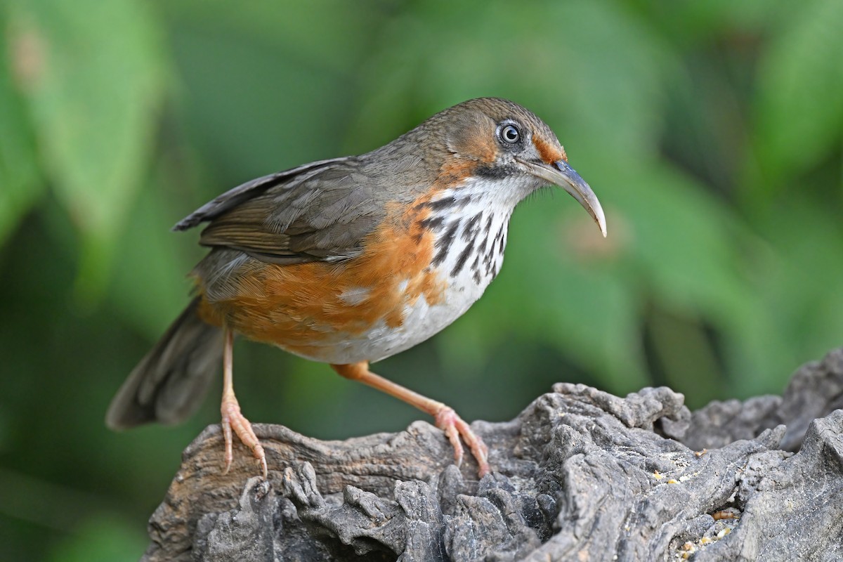 Black-streaked Scimitar-Babbler - ML637049519