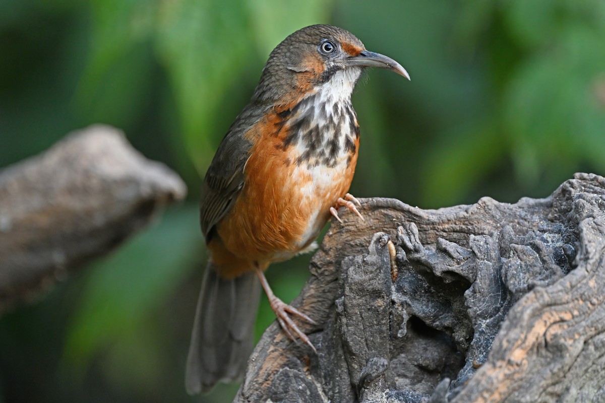 Black-streaked Scimitar-Babbler - ML637049521