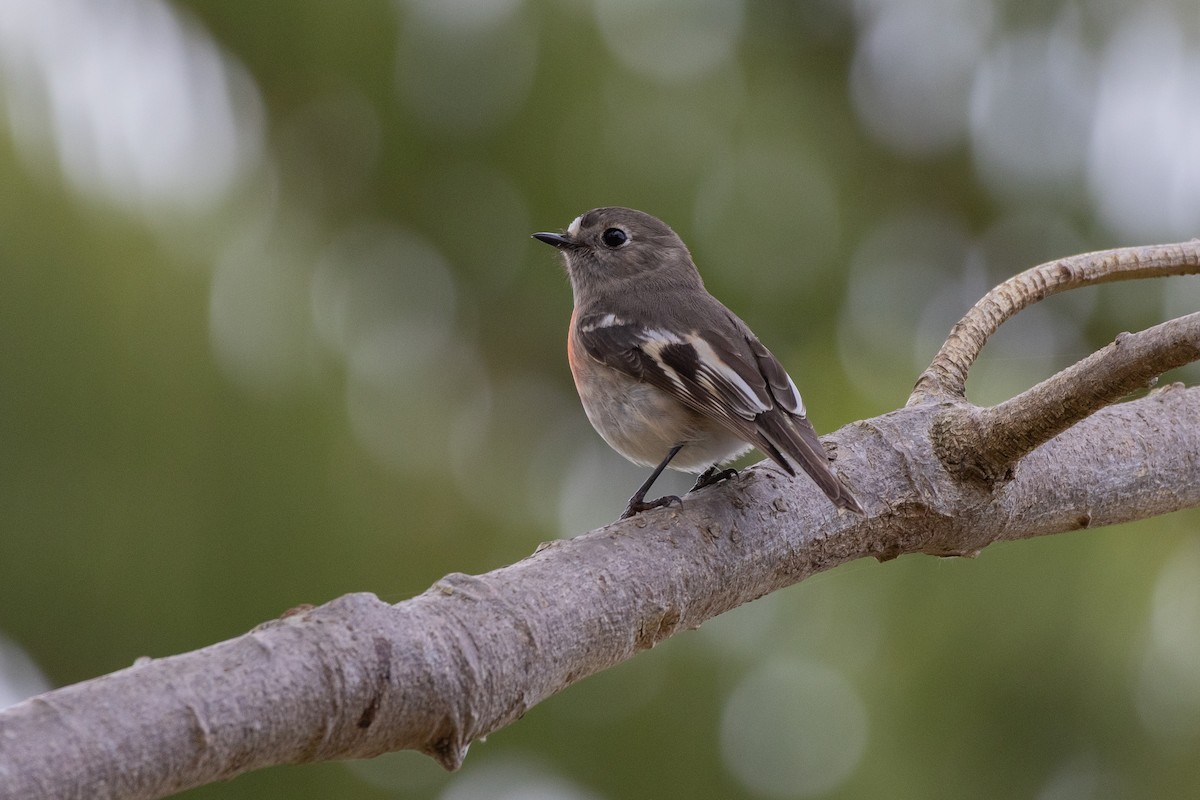 Scarlet Robin - ML637049539