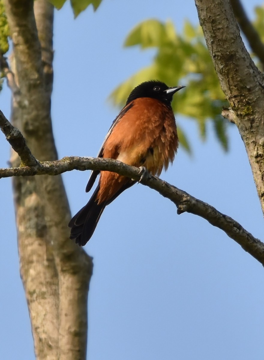 Orchard Oriole - ML637049548