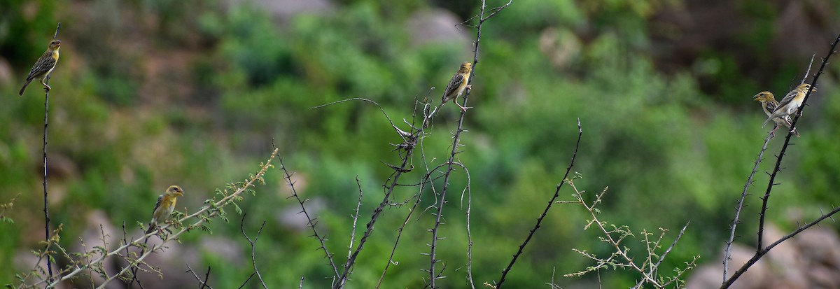 Baya Weaver - ML637049562