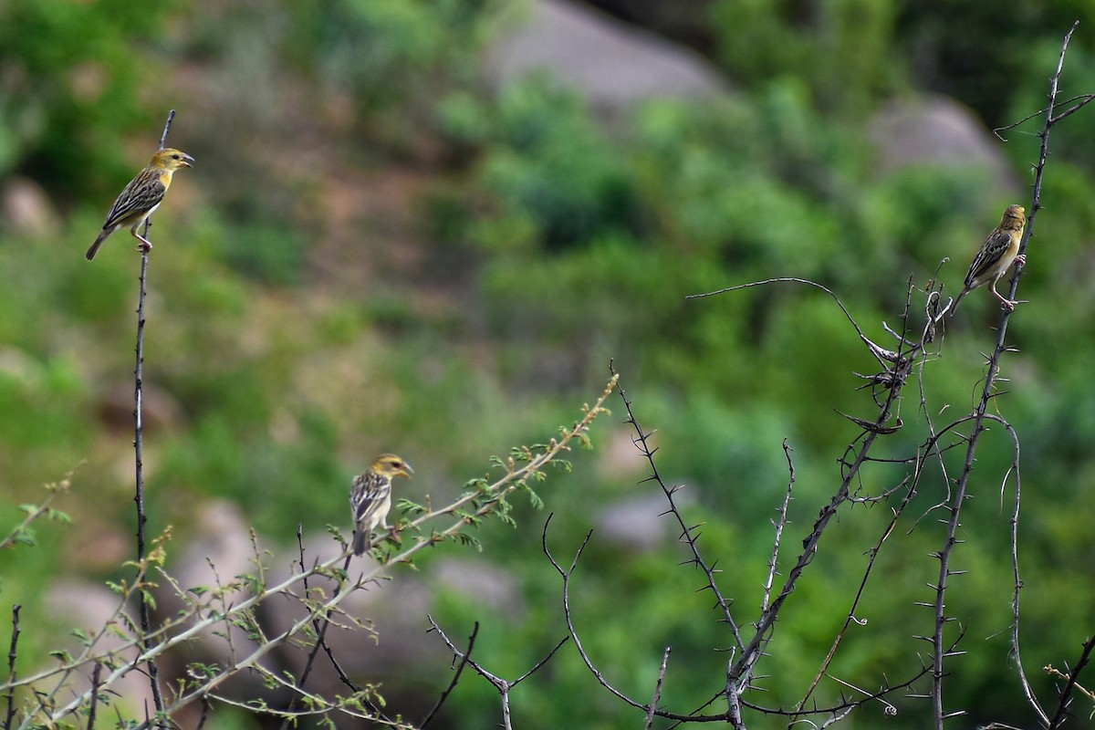 Baya Weaver - ML637049563