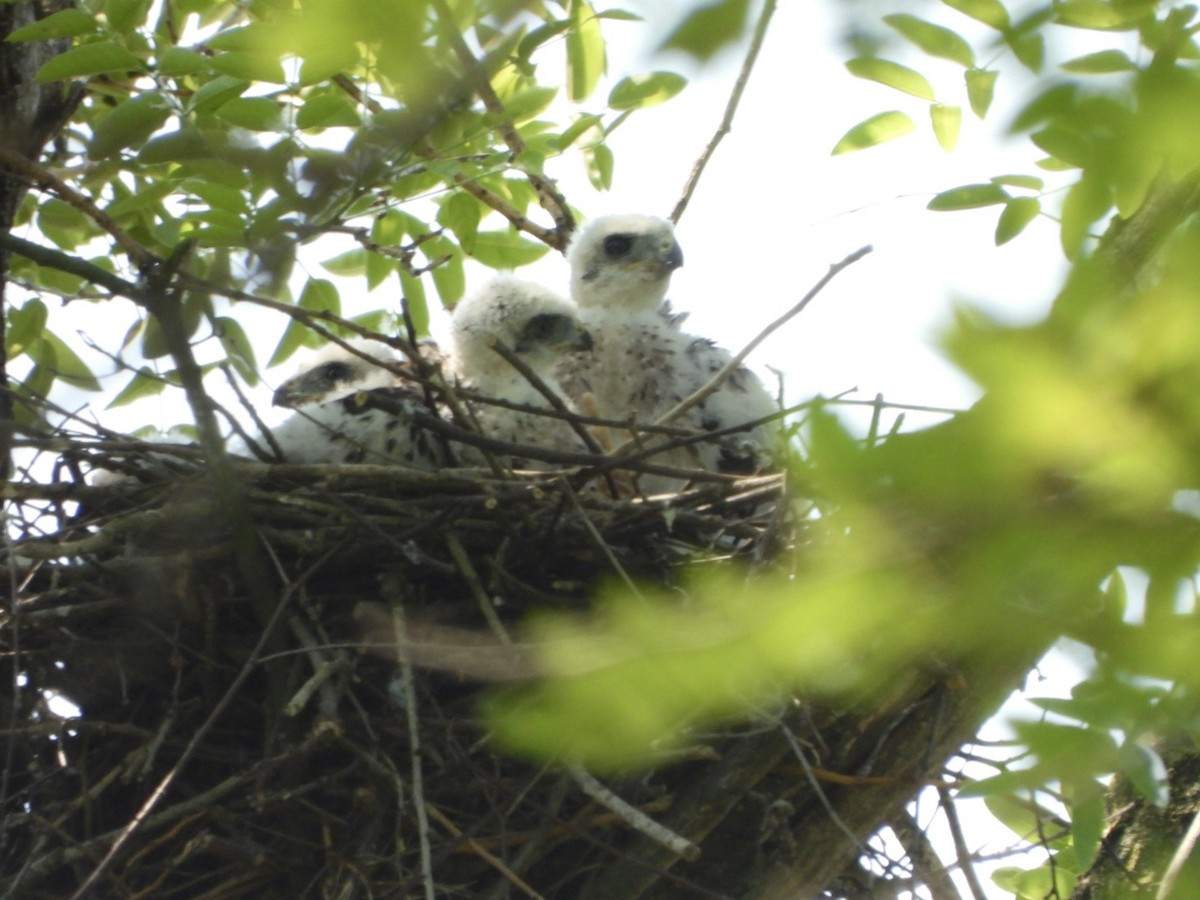 Cooper's Hawk - ML637049566