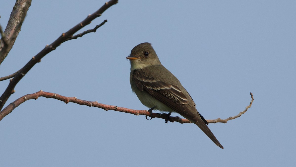 Eastern Wood-Pewee - ML637049569