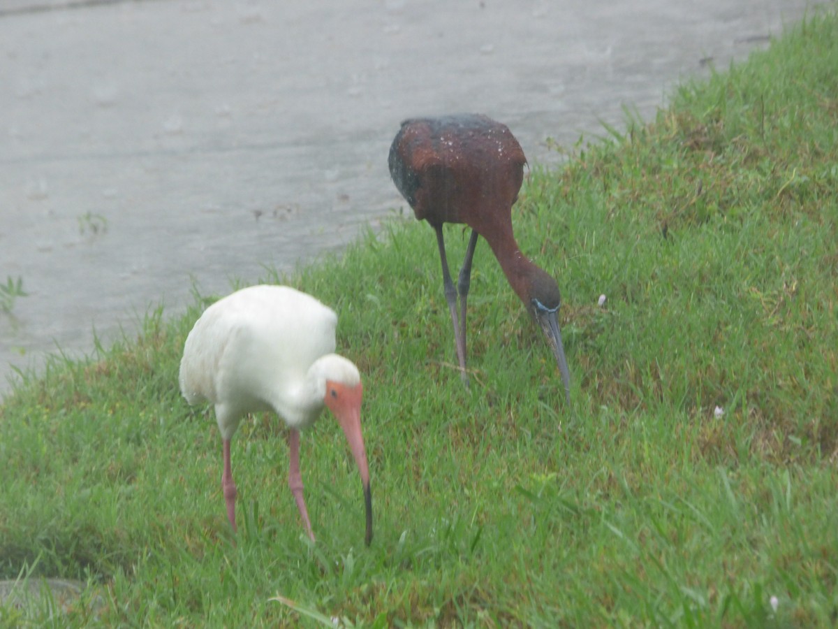 Ibis zuria - ML637049570