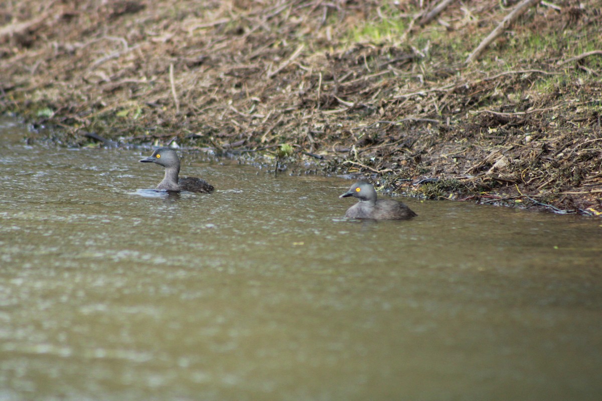Least Grebe - ML637049572