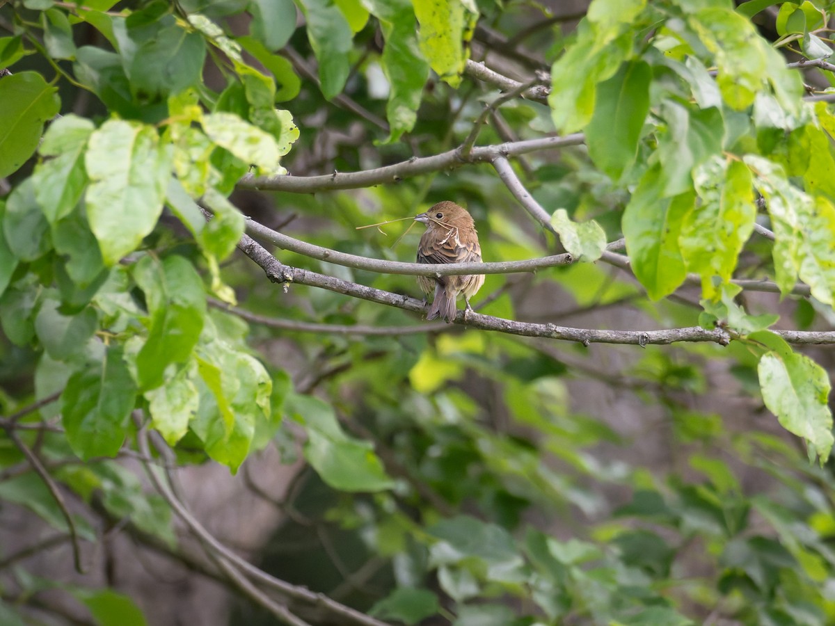 Indigo Bunting - ML637049574
