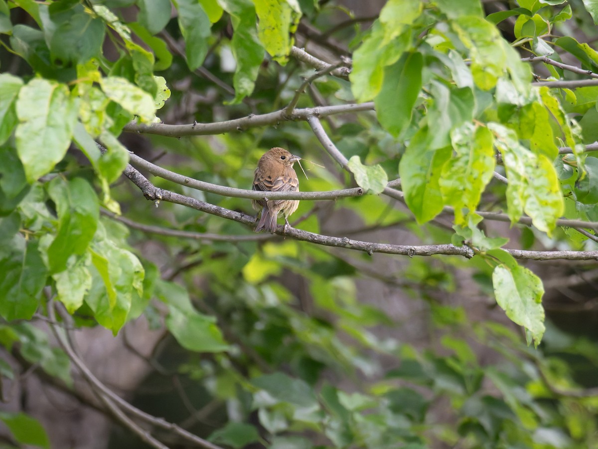 Indigo Bunting - ML637049575
