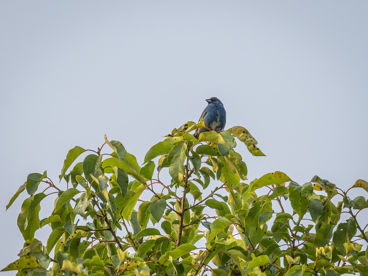 Indigo Bunting - ML637049576