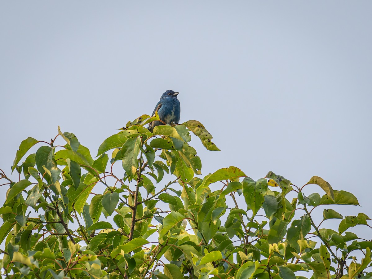Indigo Bunting - ML637049577