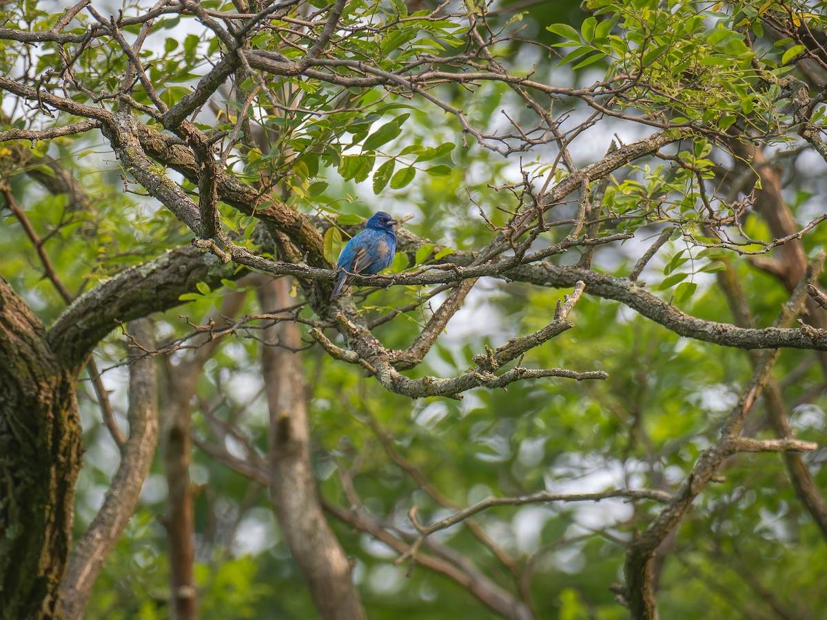 Indigo Bunting - ML637049578