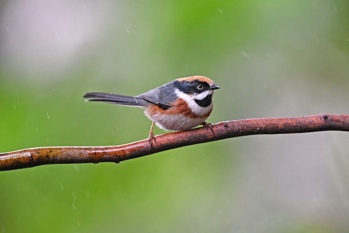 Black-throated Tit - ML637049628