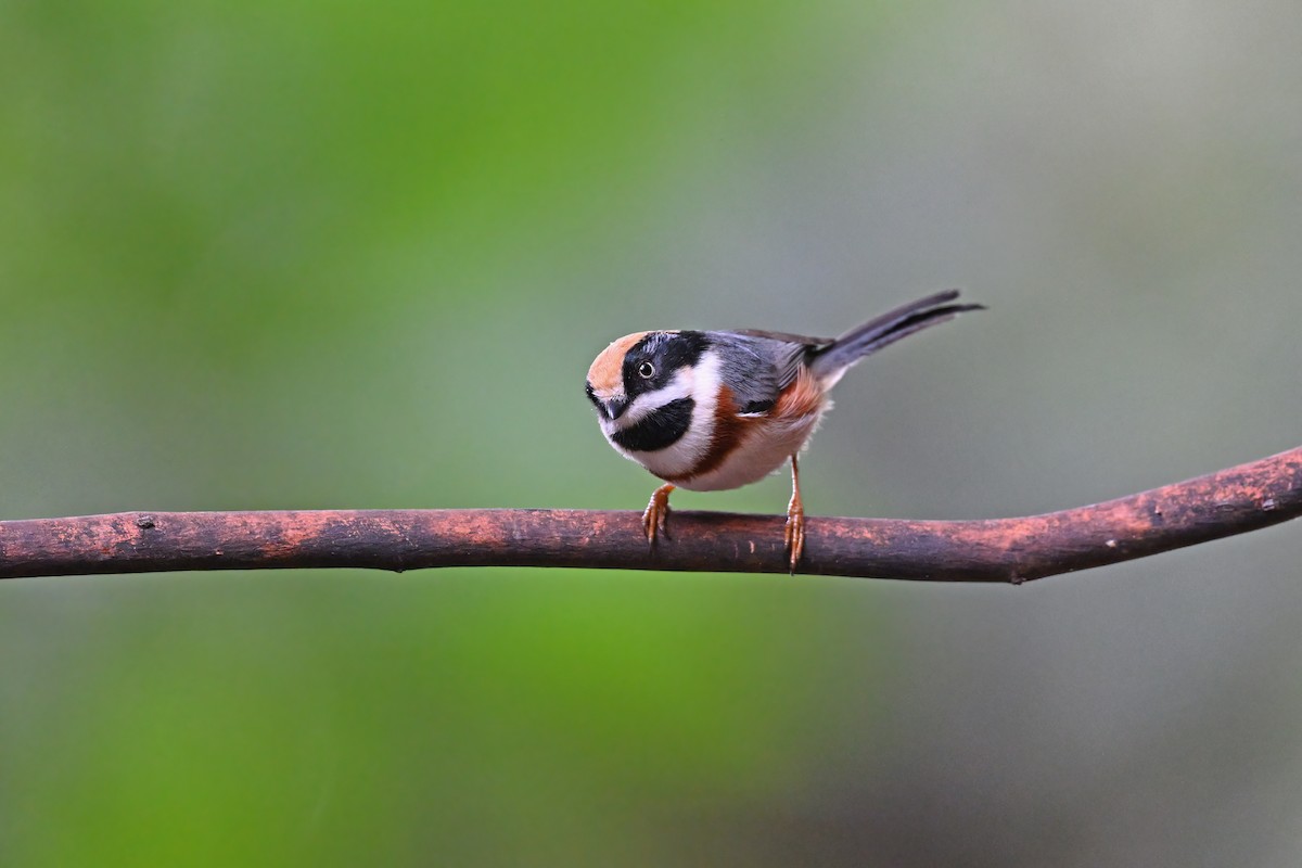 Black-throated Tit - ML637049629