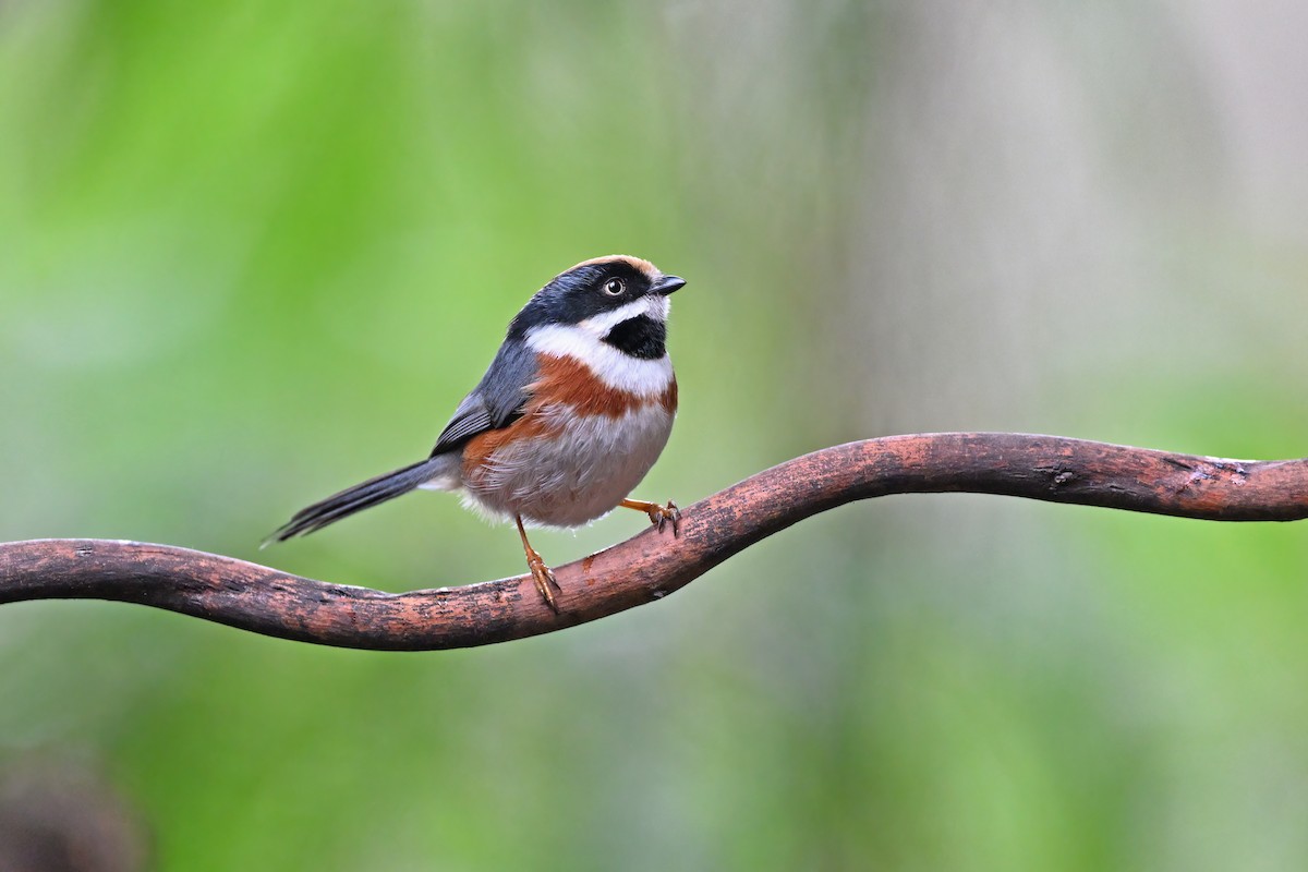 Black-throated Tit - ML637049630