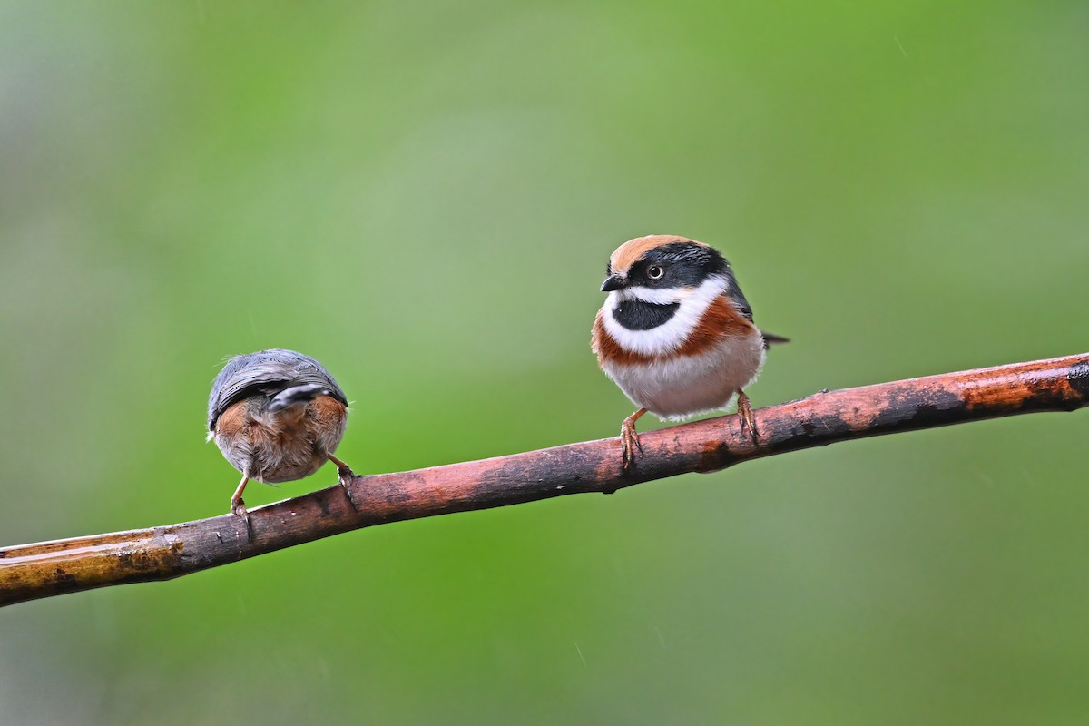 Black-throated Tit - ML637049632