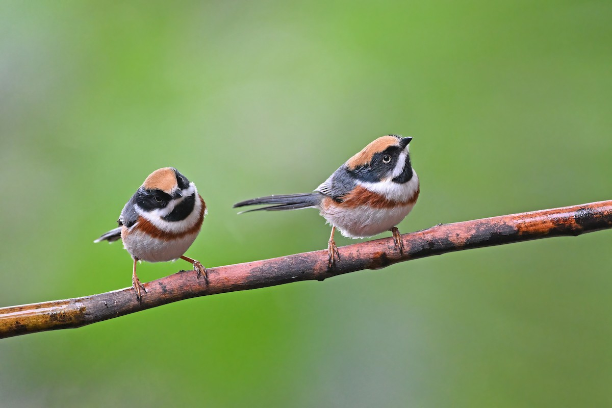 Black-throated Tit - ML637049633