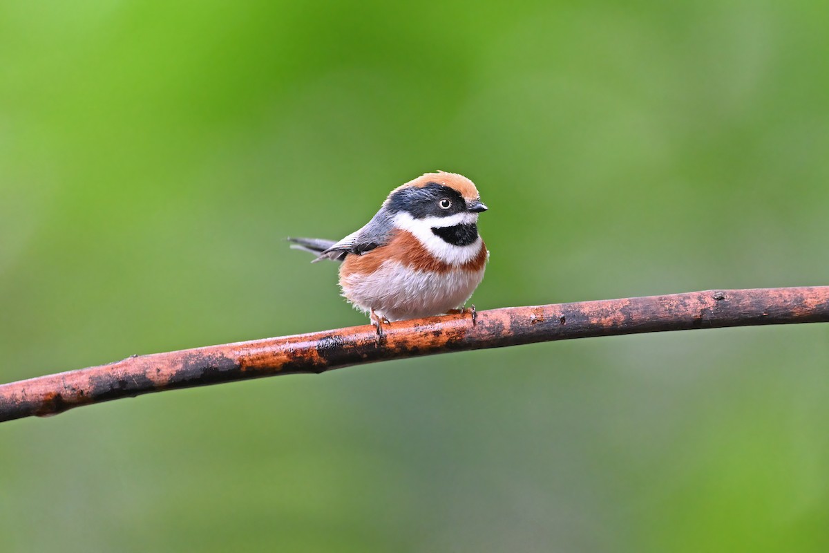 Black-throated Tit - ML637049634