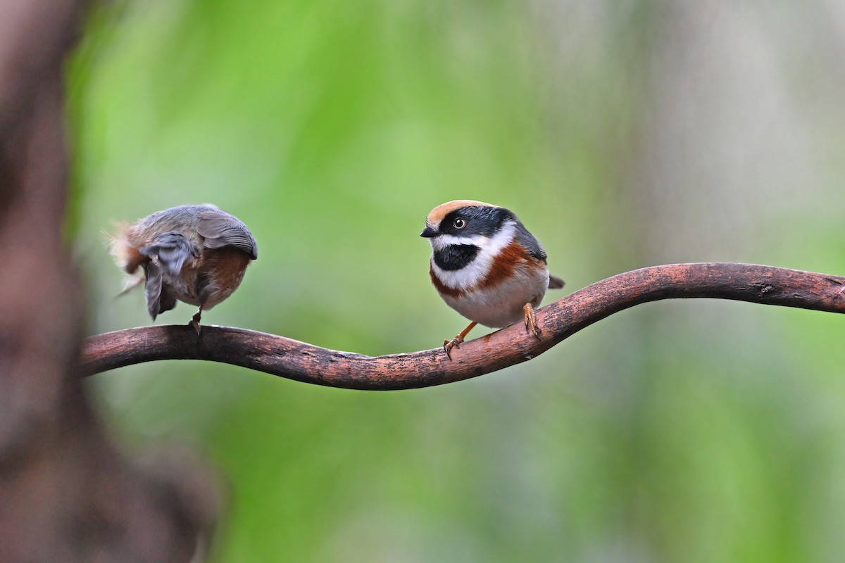 Black-throated Tit - ML637049635
