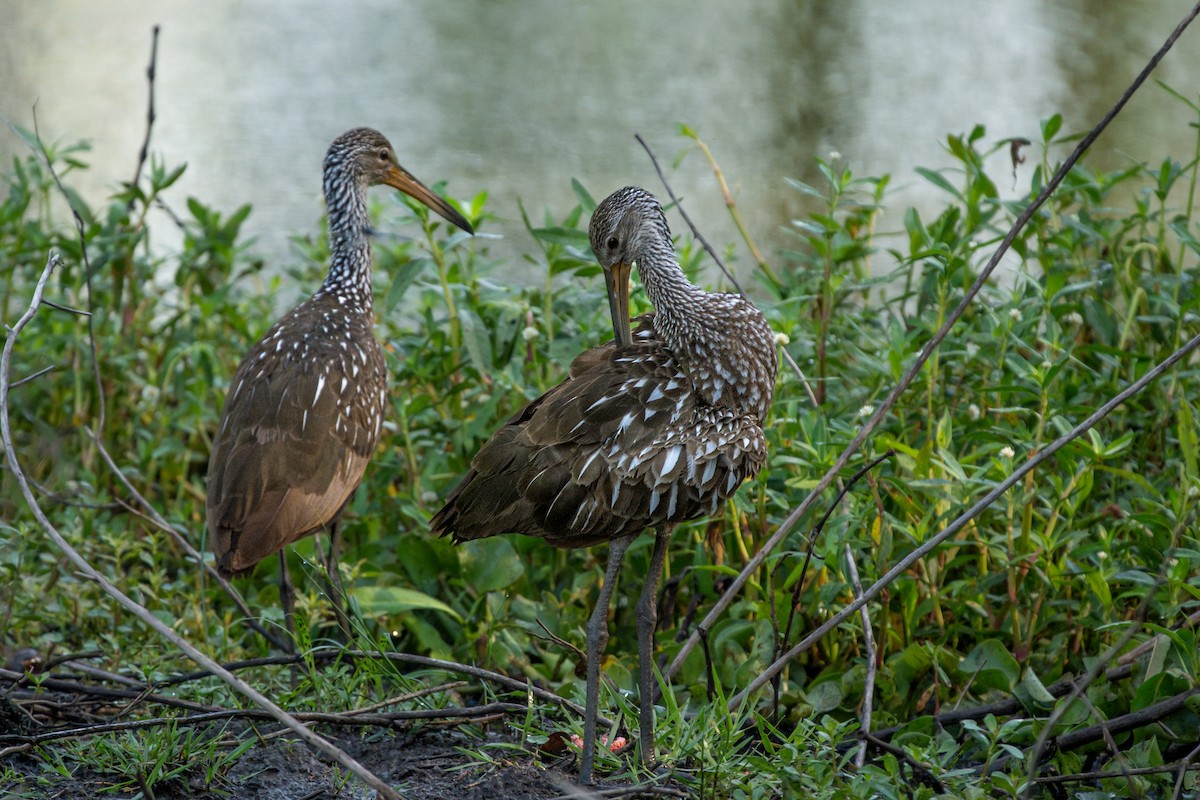 Limpkin - ML637049636