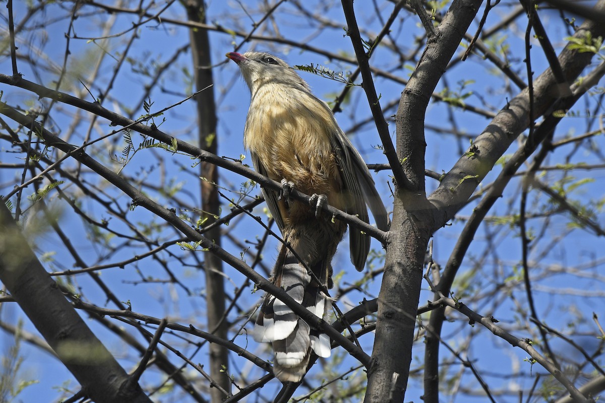 Sirkeer Malkoha - ML637049639