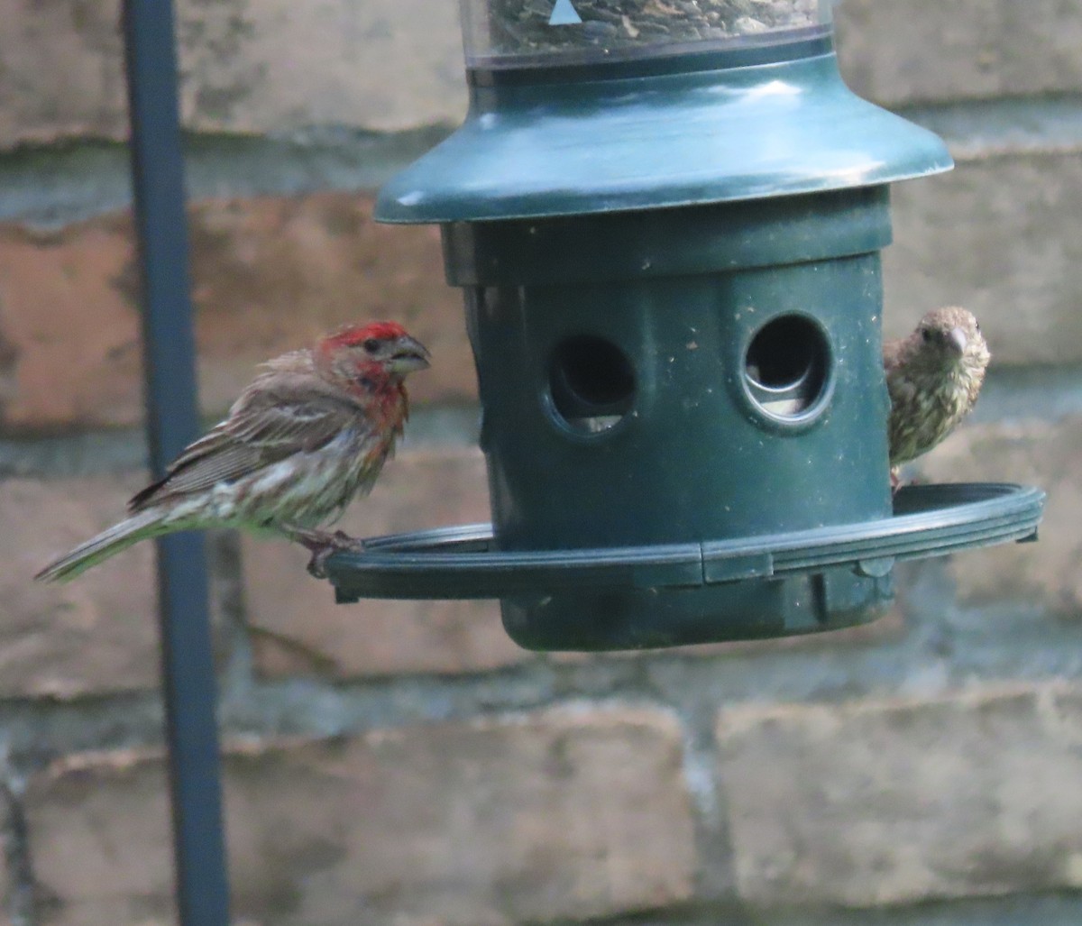 House Finch - ML637049645