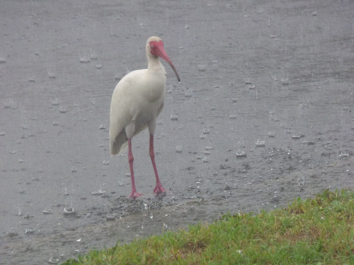 White Ibis - ML637049646
