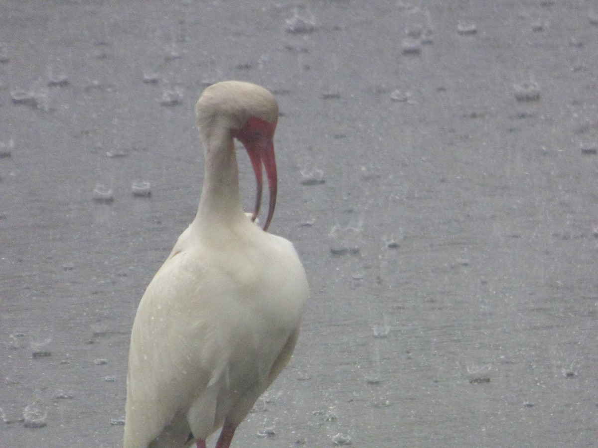 White Ibis - ML637049660