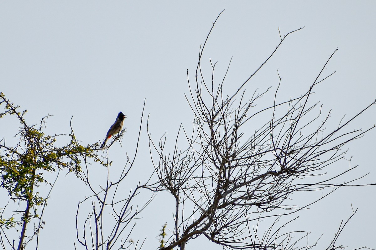 White-browed Bulbul - ML637049663