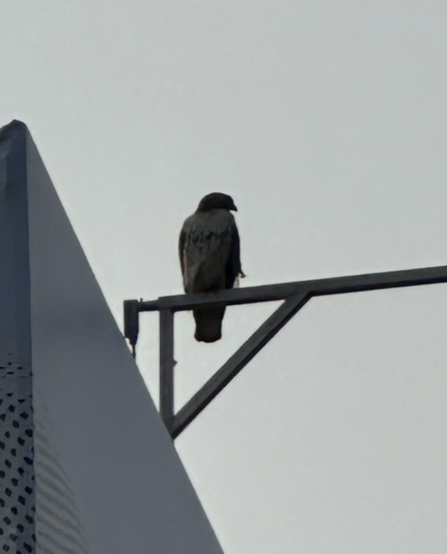Red-tailed Hawk - ML637049664