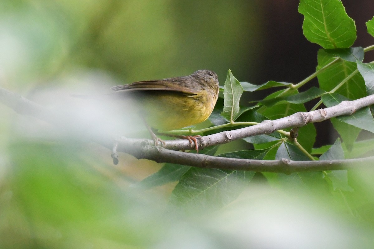Mourning Warbler - ML637049689