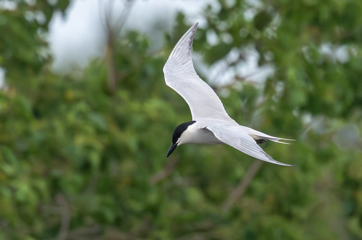 Gull-billed Tern - ML637049745
