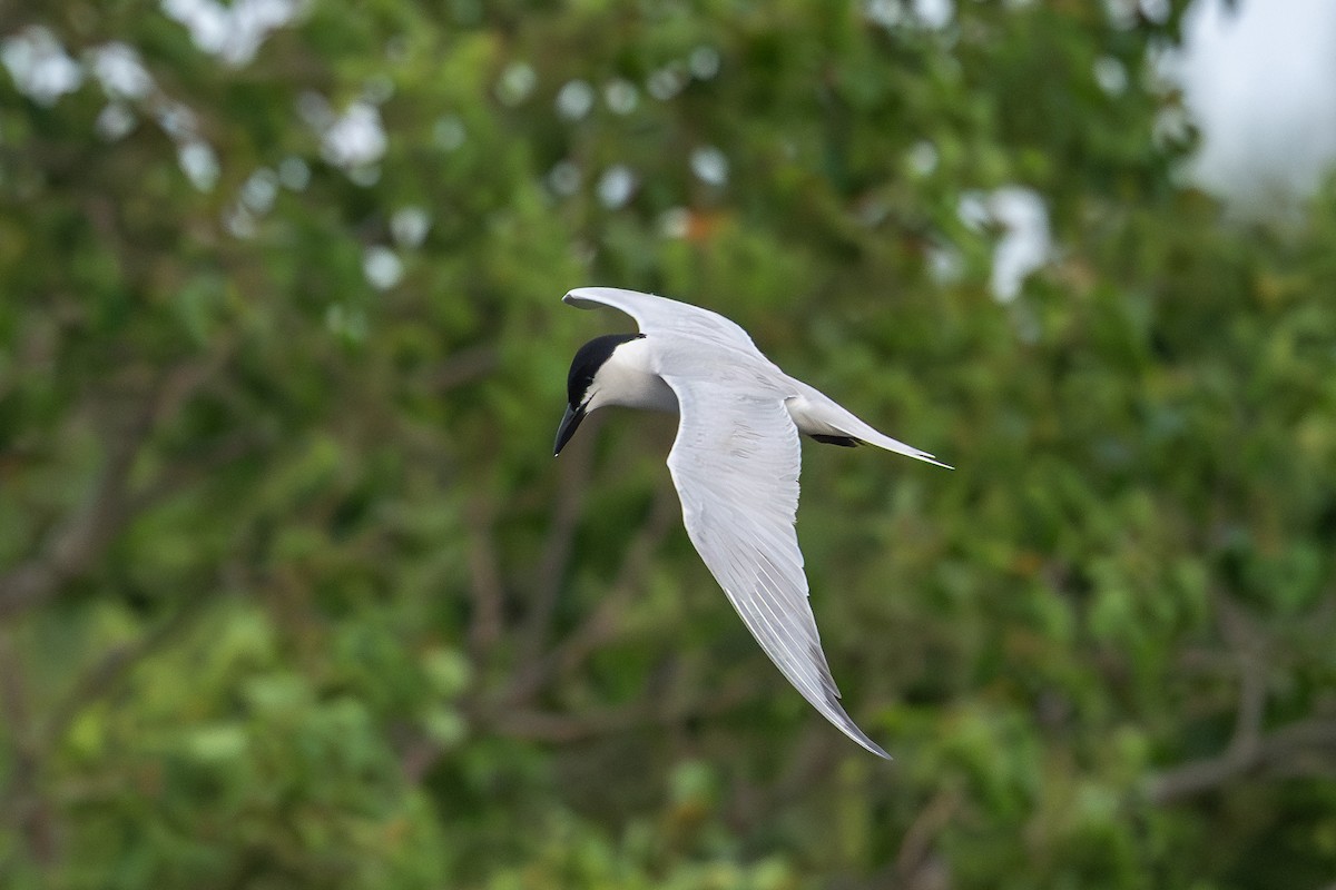 Gull-billed Tern - ML637049746