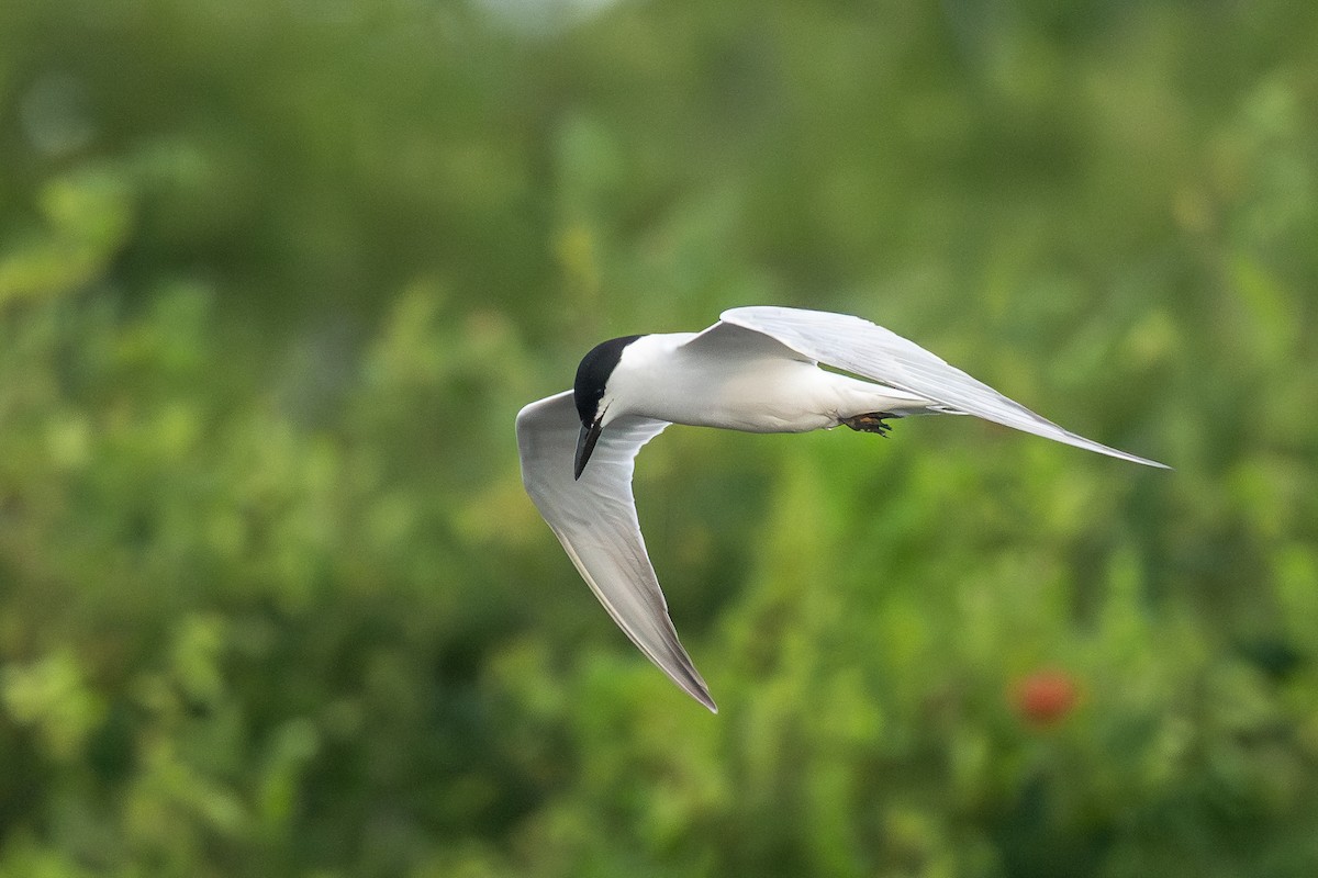 Gull-billed Tern - ML637049747