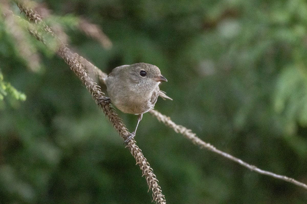 Golden Whistler - ML637049751