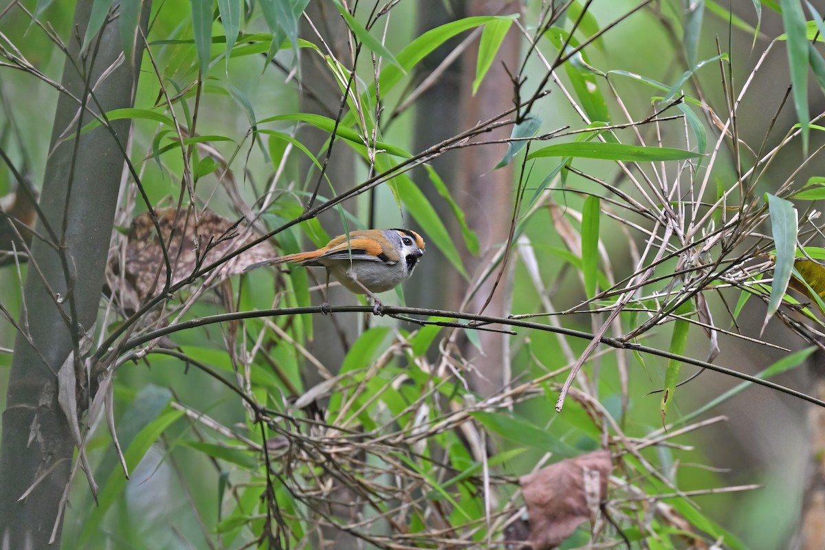 Black-throated Parrotbill - ML637049758