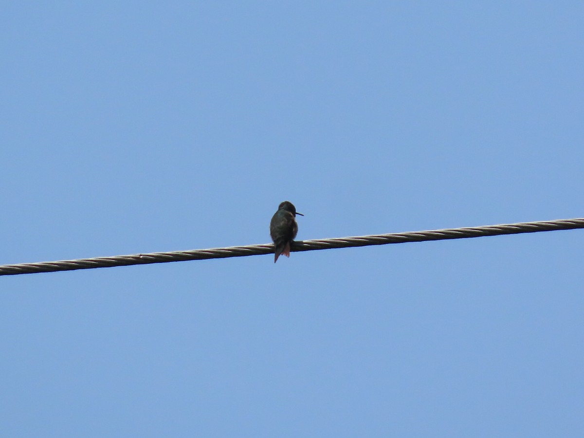 Ruby-throated Hummingbird - ML637049763