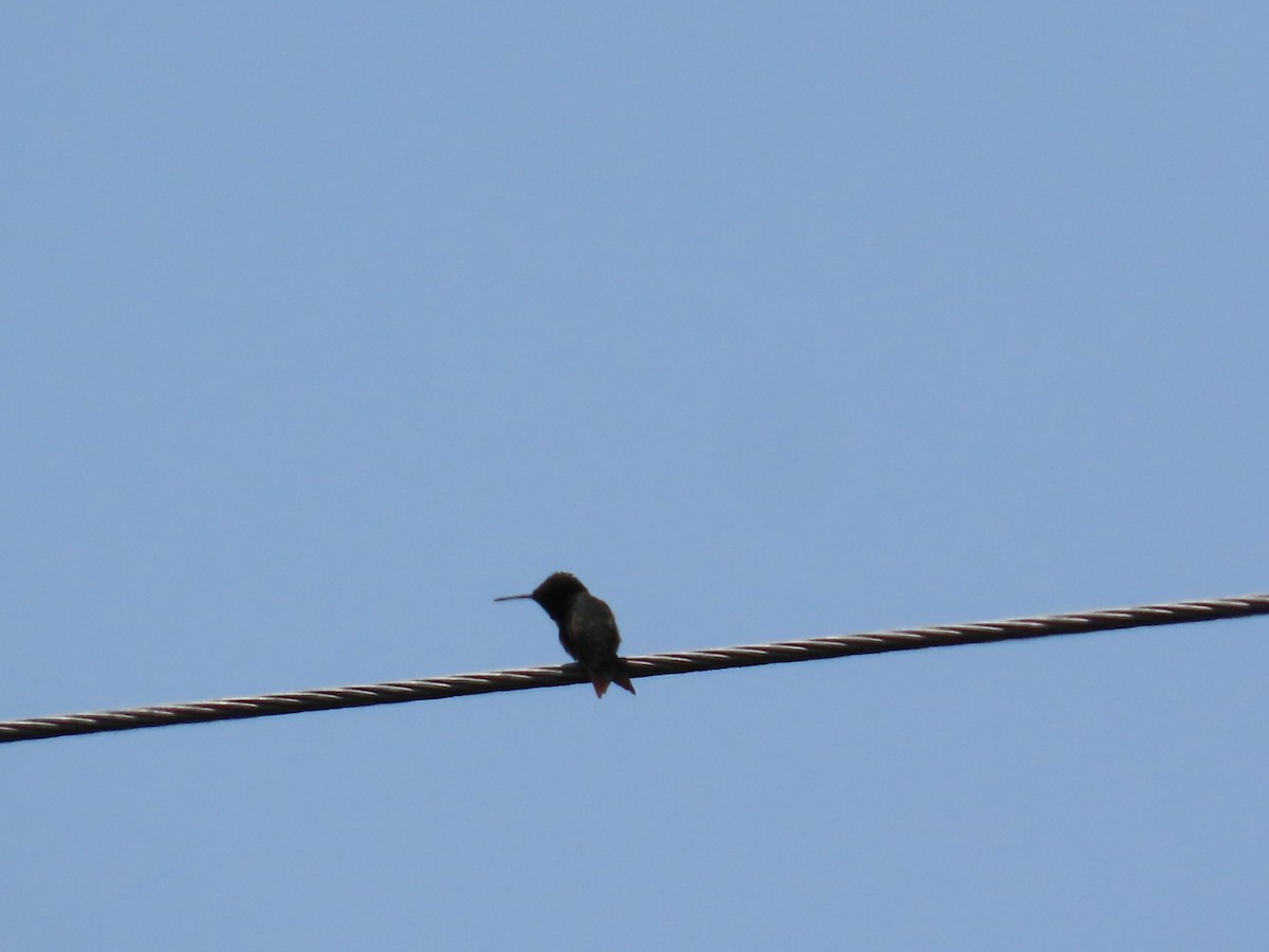Ruby-throated Hummingbird - ML637049764