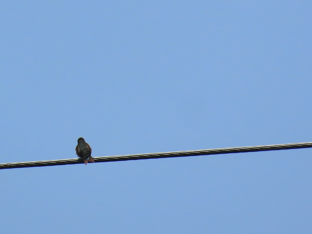Ruby-throated Hummingbird - ML637049765