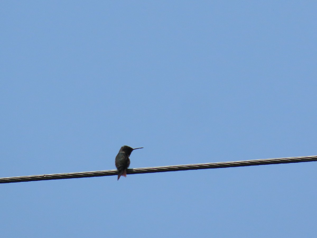 Ruby-throated Hummingbird - ML637049766