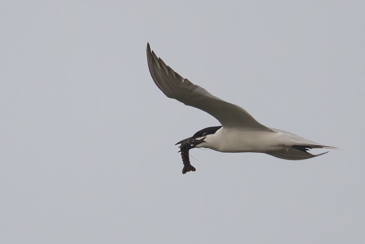 Gull-billed Tern - ML637049769