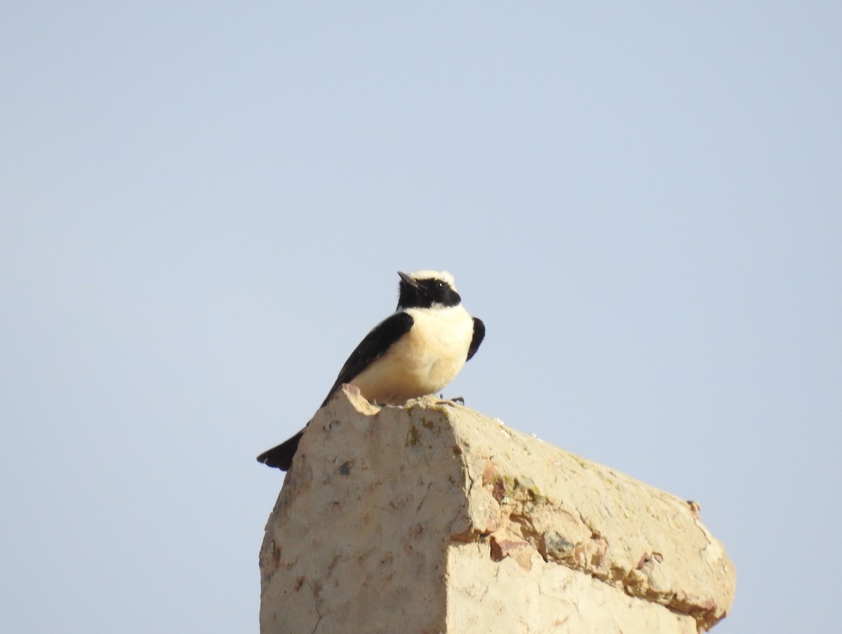 Western Black-eared Wheatear - ML637049770