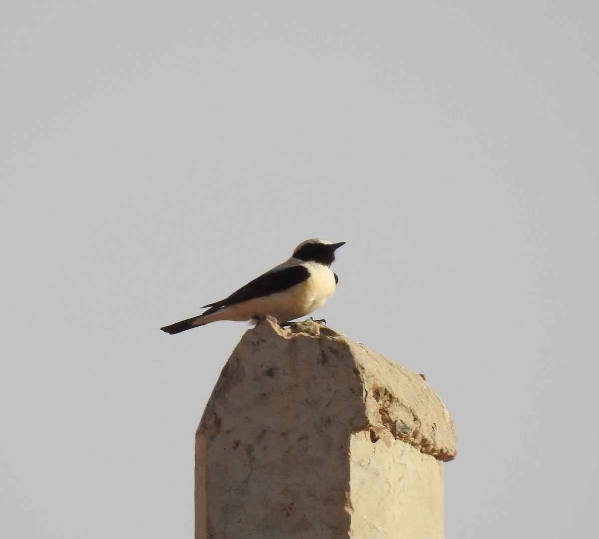 Western Black-eared Wheatear - ML637049771
