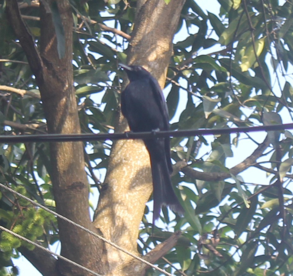 Black Drongo - ML637049772