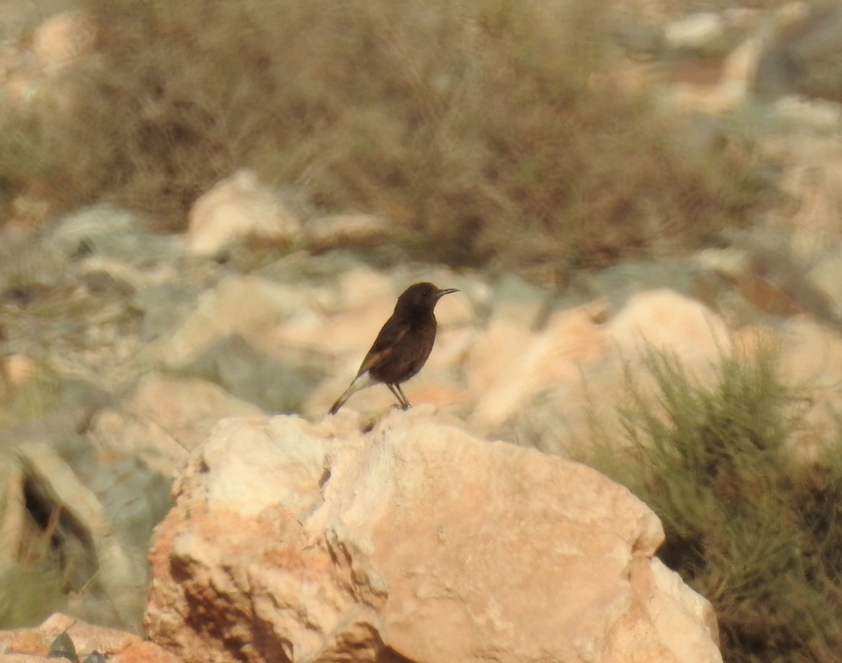 Black Wheatear - ML637049774