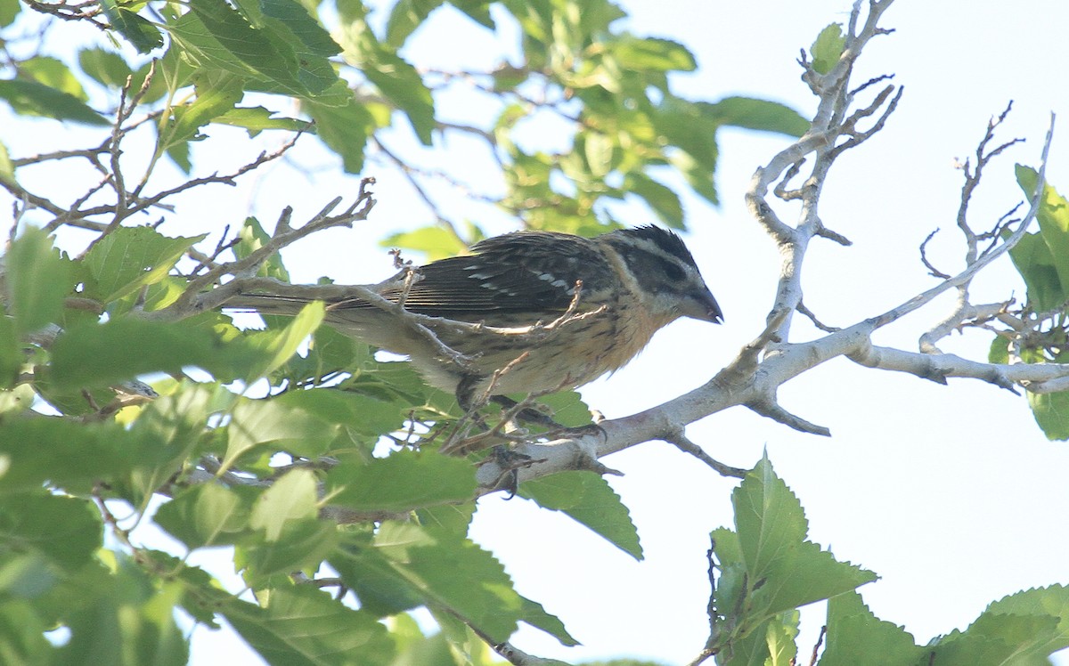 Black-headed Grosbeak - ML637049776