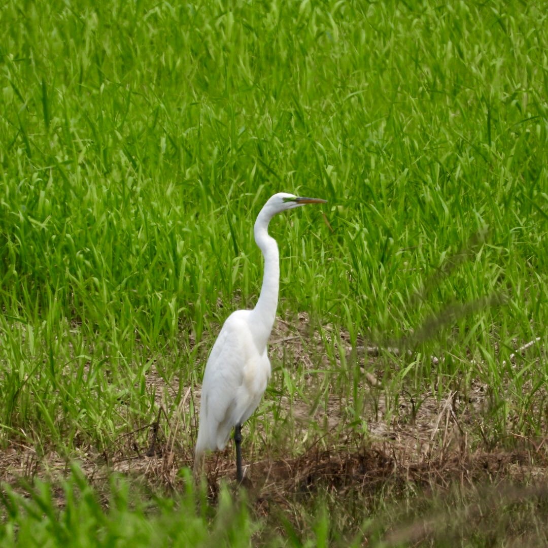 Great Egret - ML637049777
