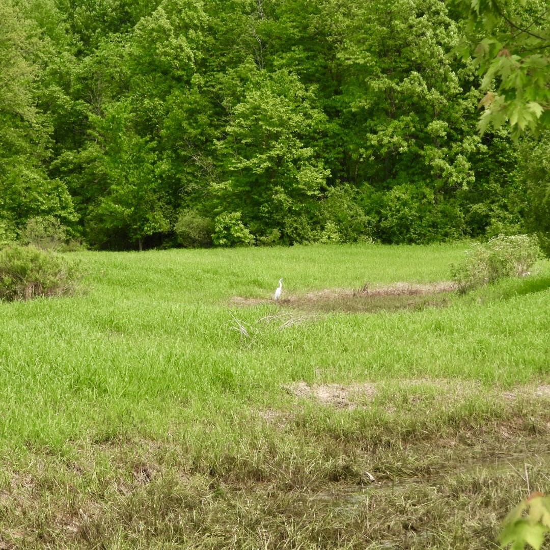 Great Egret - ML637049778