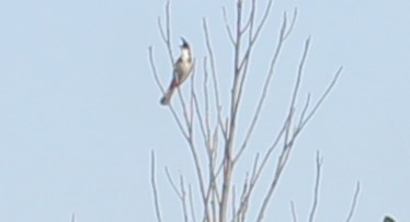Red-whiskered Bulbul - ML637049780