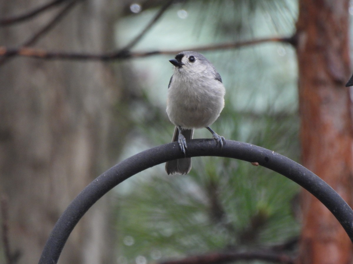 Tufted Titmouse - ML637049781