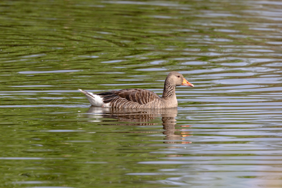 Graylag Goose - ML637049783